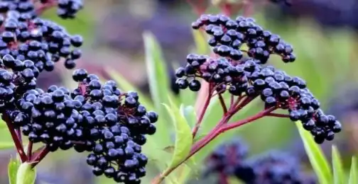 3 Proven Health Benefits of Elderberry Extract Powder